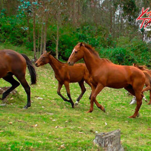SANJUAN – HUACRARUCO