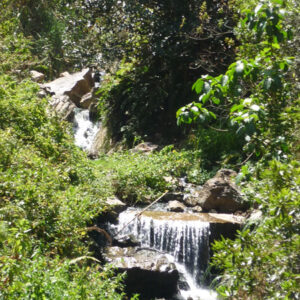 ABRA EL GAVILAN – CORDILLERA OCCIDENTAL Y YUMAGUAL
